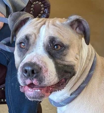 Tanner, Adoptable, Young Male Pit Bull Terrier & Mixed Breed.