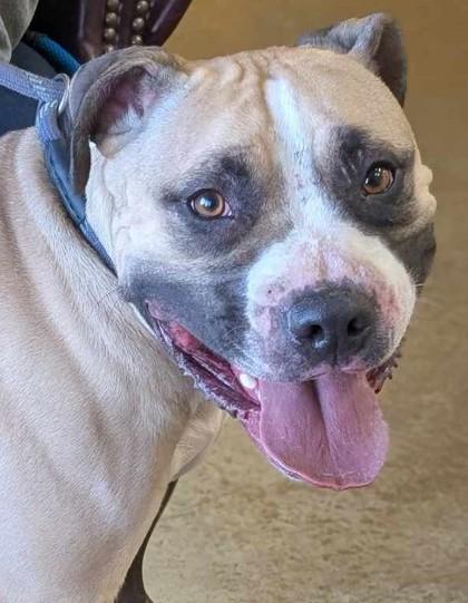 Enlarge Tanner, a Adoptable mixed breed in La Harpe, KS image 3/3