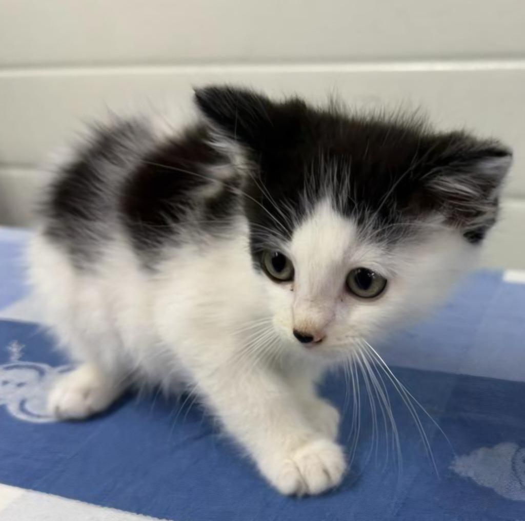 Baxter, Adoptable, Kitten Male Domestic Short Hair.