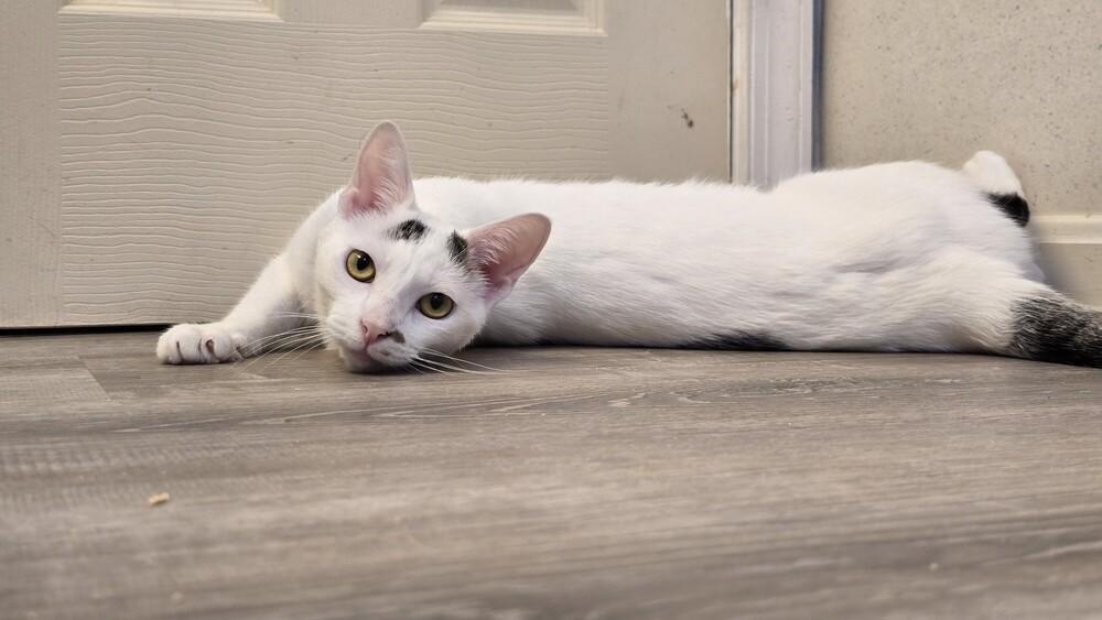 Ellipsis..., Adoptable, Adult Male Domestic Short Hair & Domestic Short Hair.