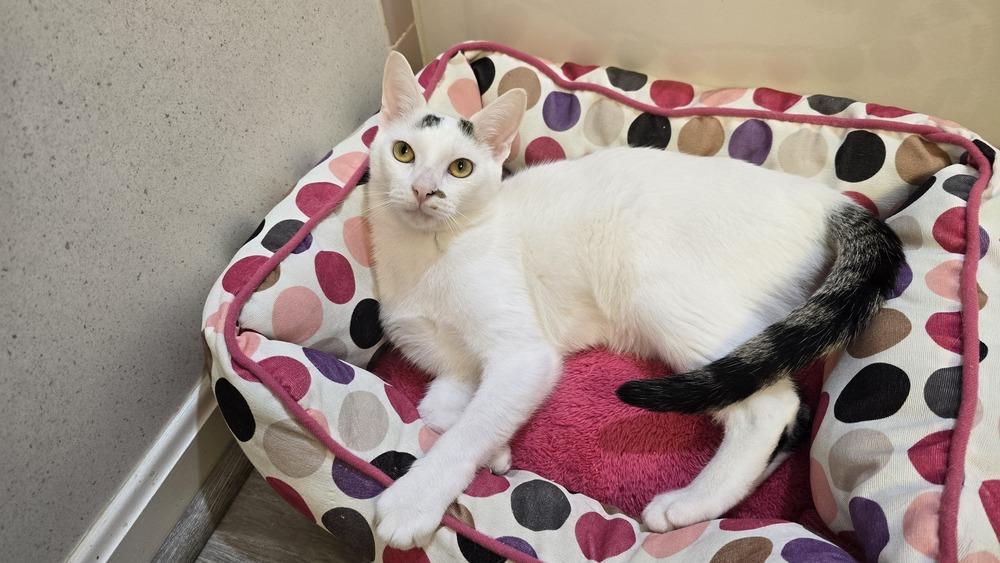 Ellipsis..., a Adoptable mixed breed in Stafford, VA image 2/6