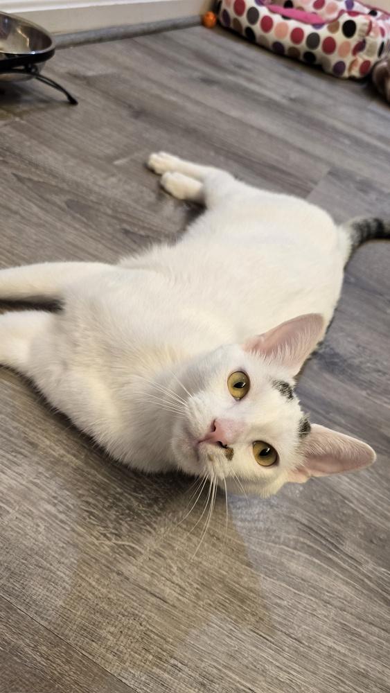 Ellipsis..., a Adoptable mixed breed in Stafford, VA image 3/6