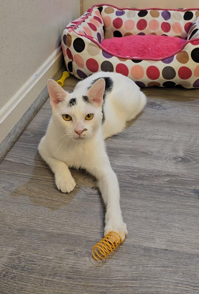 Ellipsis..., a Adoptable mixed breed in Stafford, VA image 4/6