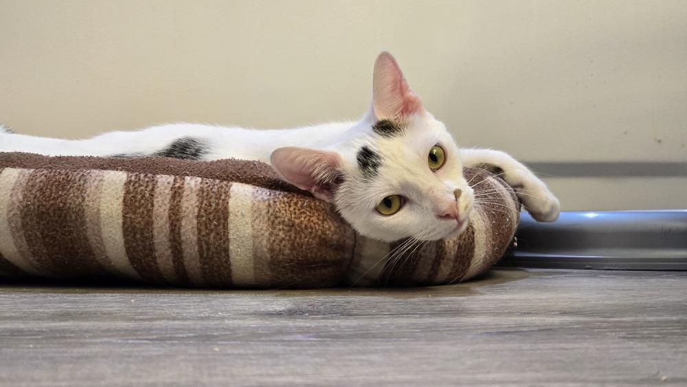 Ellipsis..., a Adoptable mixed breed in Stafford, VA image 5/6