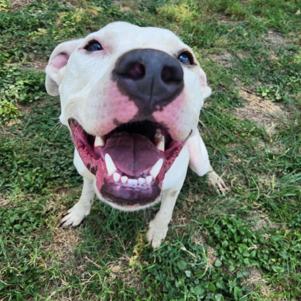 Goliath aka Chisholm DD