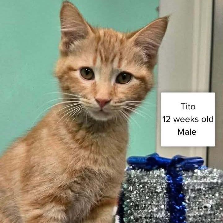 Tito, a Adoptable Domestic Short Hair in Drumheller, AB image 2/2