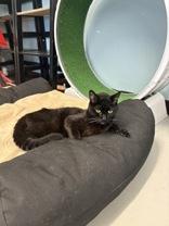 Enlarge Sirius Black, a Adoptable Domestic Short Hair in Boyne City, MI image 1/1