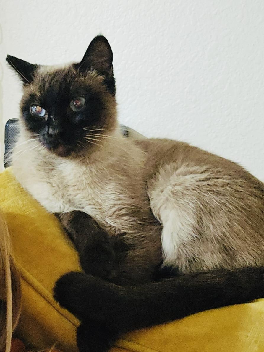 Enlarge Rye, a ADOPTABLE Siamese in Las Vegas, NV image 4/5