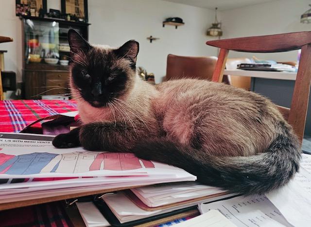 Enlarge Rye, a ADOPTABLE Siamese in Las Vegas, NV image 2/5