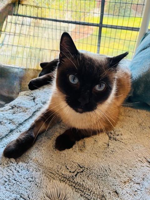 Enlarge Rye, a ADOPTABLE Siamese in Las Vegas, NV image 5/5