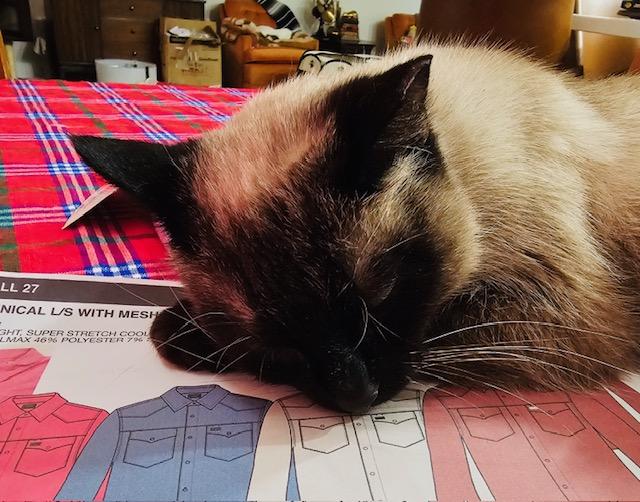 Enlarge Rye, a ADOPTABLE Siamese in Las Vegas, NV image 3/5