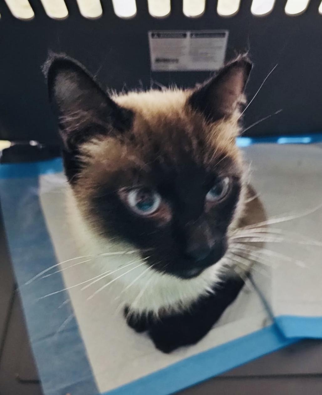 Enlarge Rye, a ADOPTABLE Siamese in Las Vegas, NV image 1/5