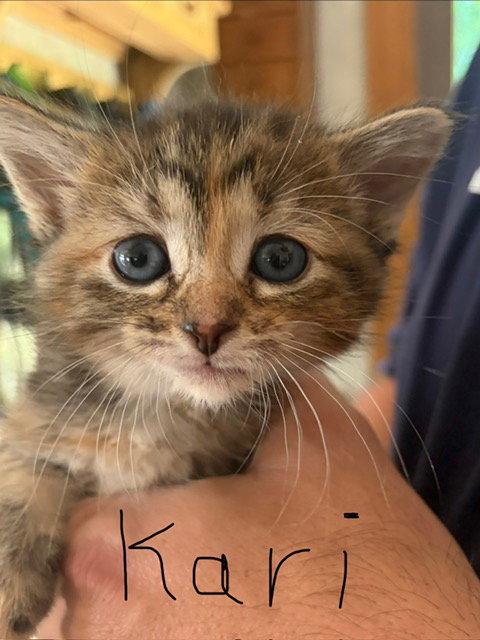 Enlarge Karye, a Adoptable mixed breed in Walled Lake, MI image 1/3