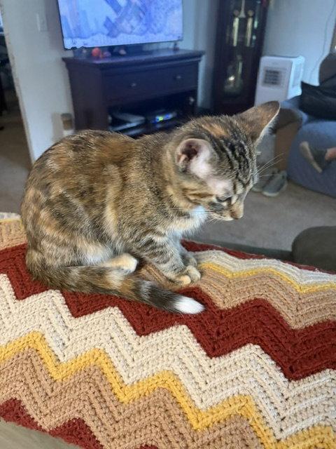 Enlarge Karye, a Adoptable mixed breed in Walled Lake, MI image 3/3
