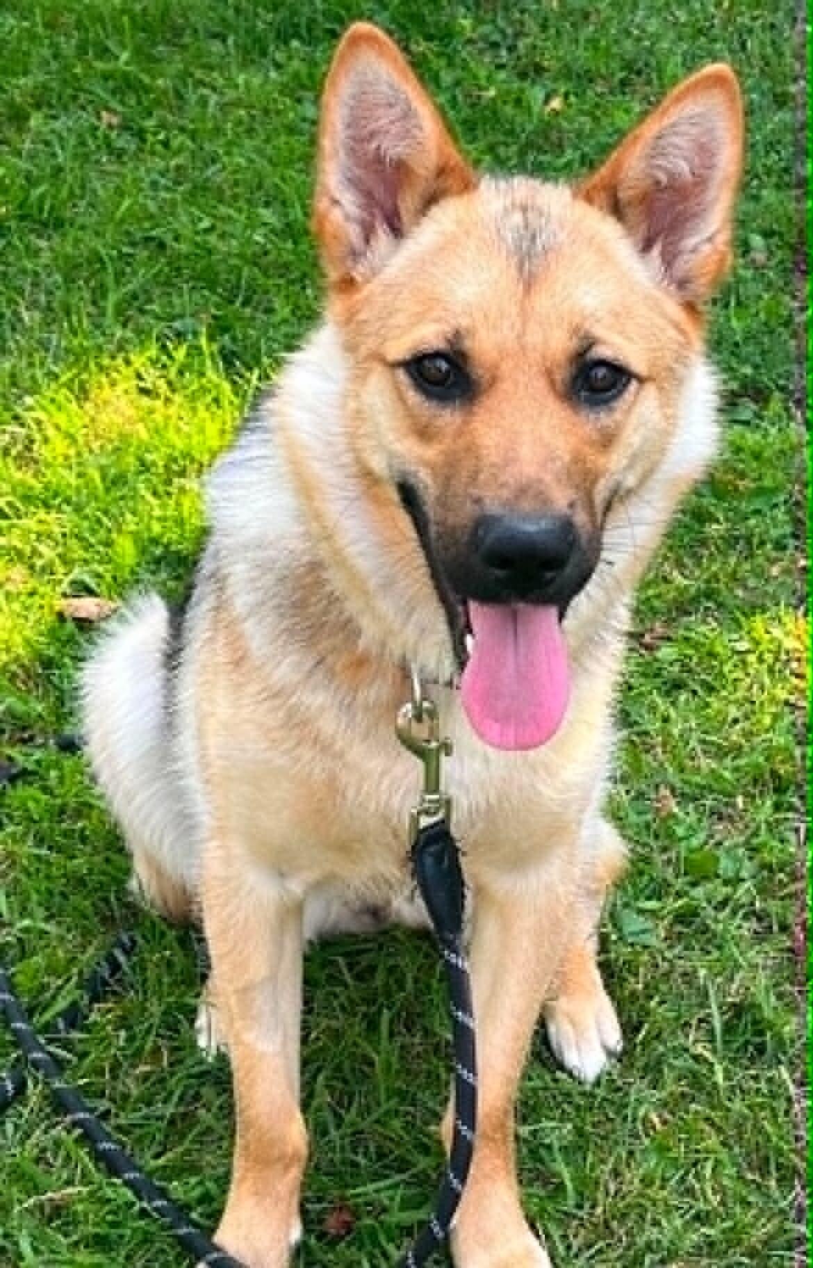 Enlarge Poppy, a Adoptable Mixed Breed in Athens, ON image 2/6