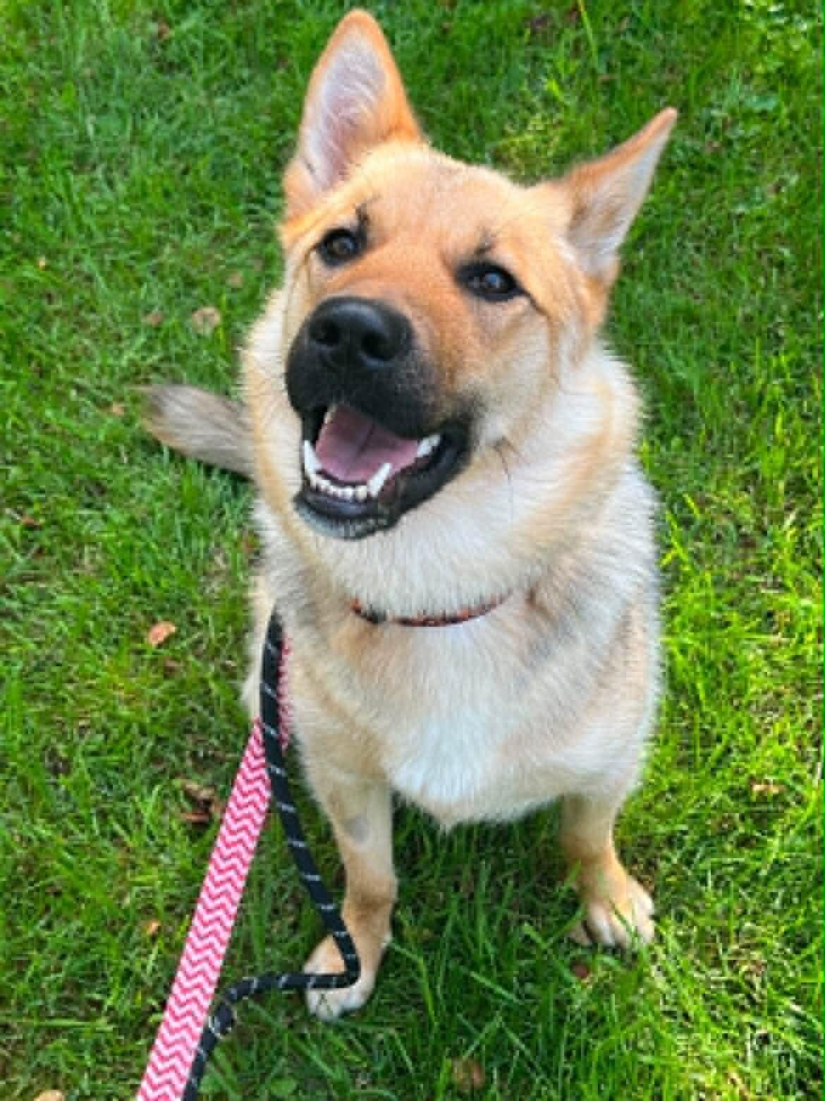 Enlarge Poppy, a Adoptable Mixed Breed in Athens, ON image 3/6