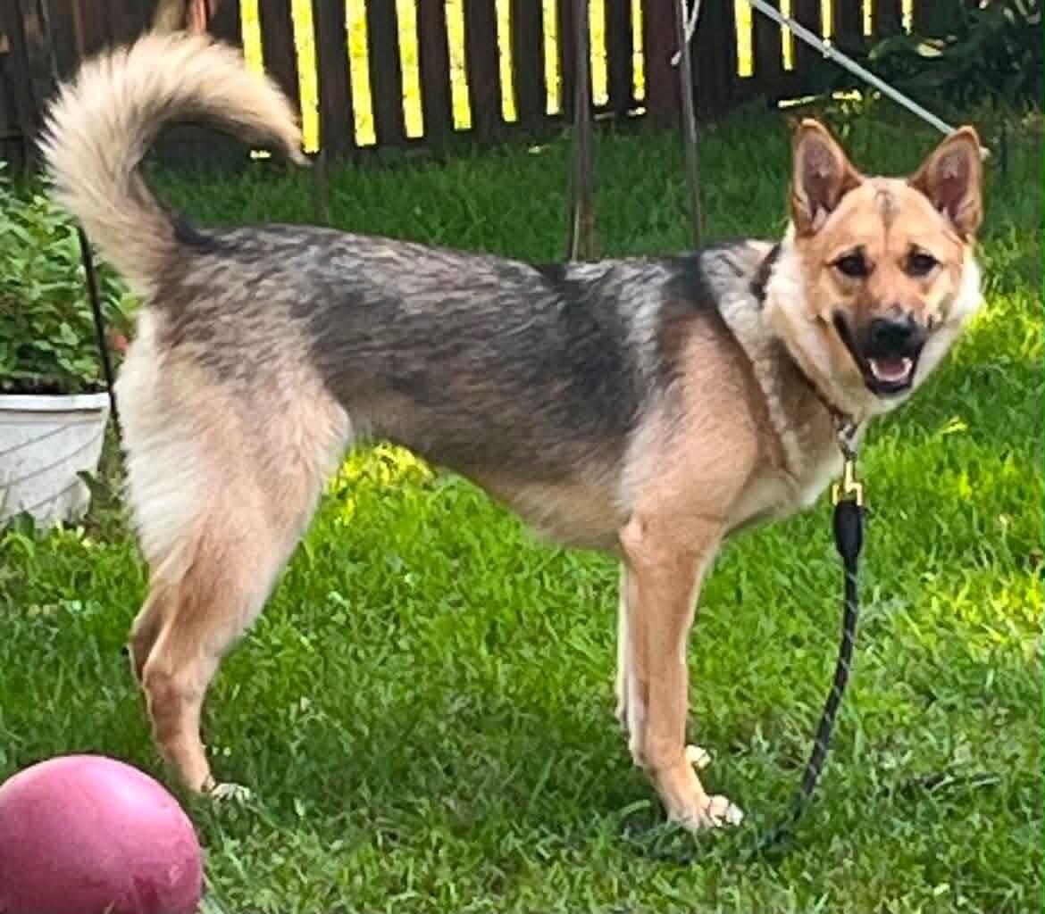 Enlarge Poppy, a Adoptable Mixed Breed in Athens, ON image 4/6