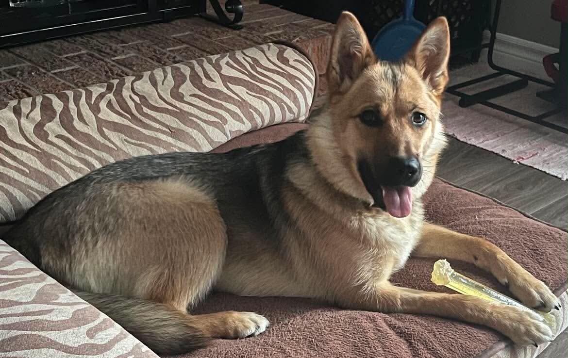 Enlarge Poppy, a Adoptable Mixed Breed in Athens, ON image 5/6