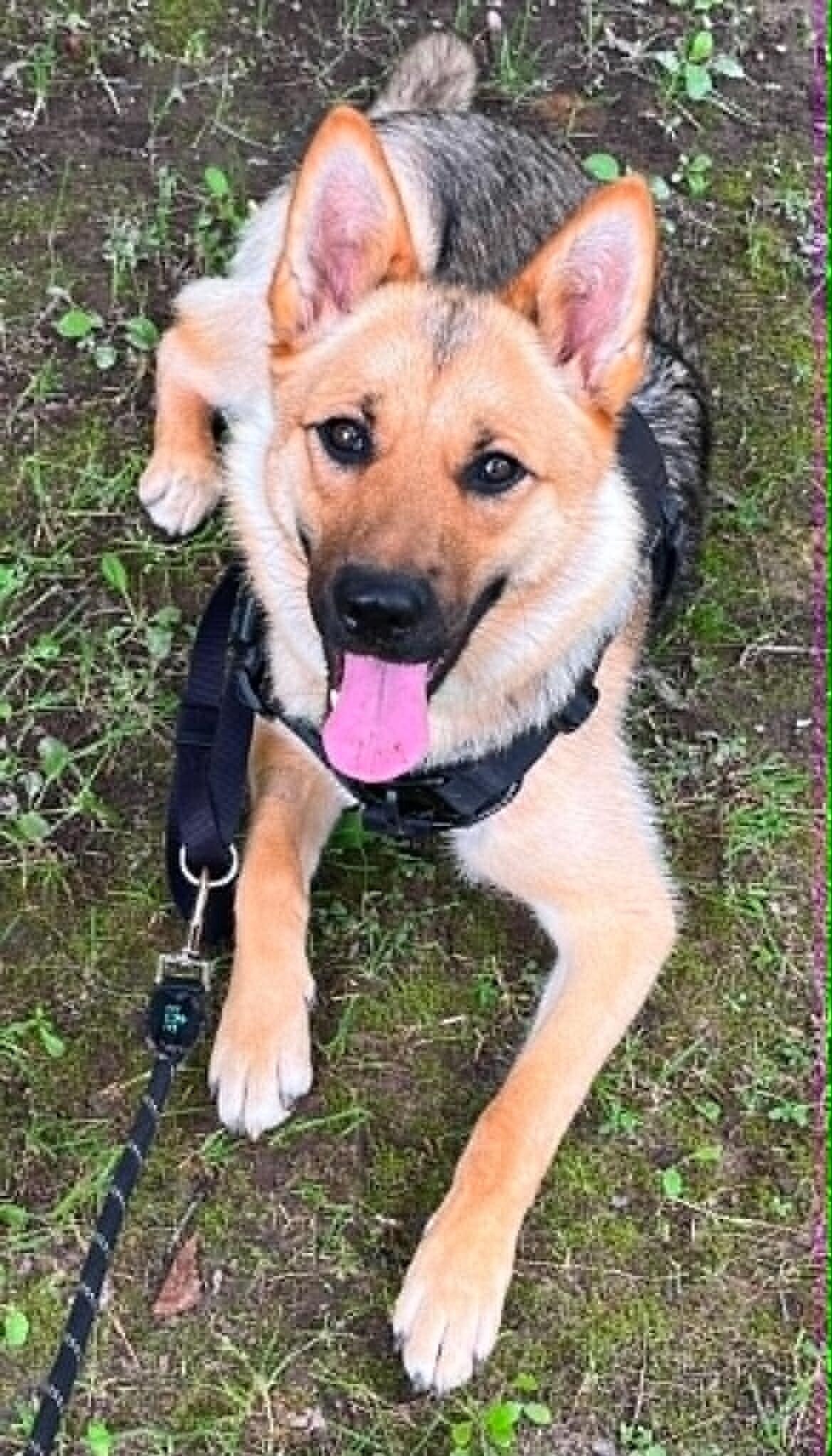Enlarge Poppy, a Adoptable Mixed Breed in Athens, ON image 6/6