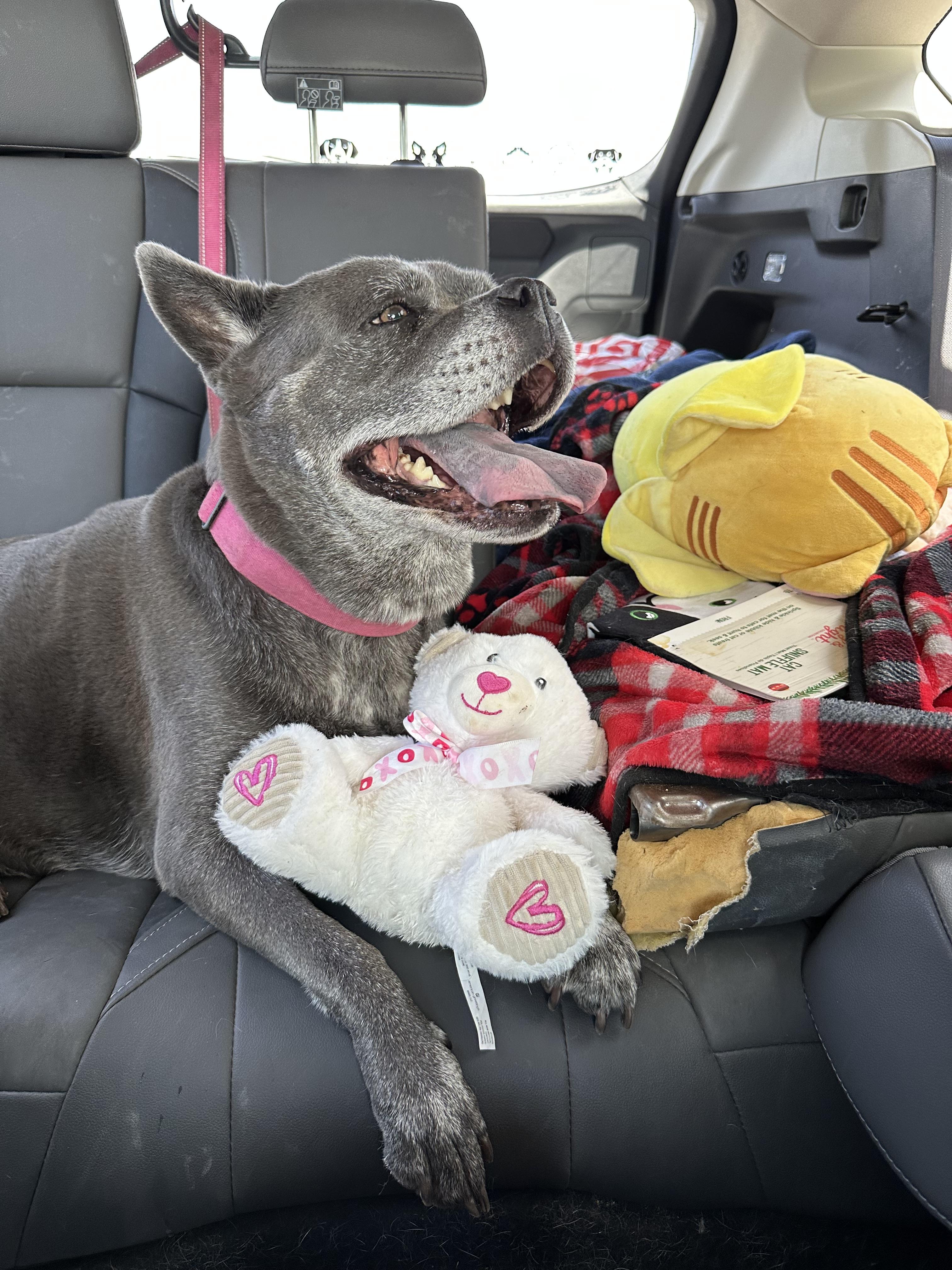 Mama Cass, a Adoptable mixed breed in Tucson, AZ image 2/5