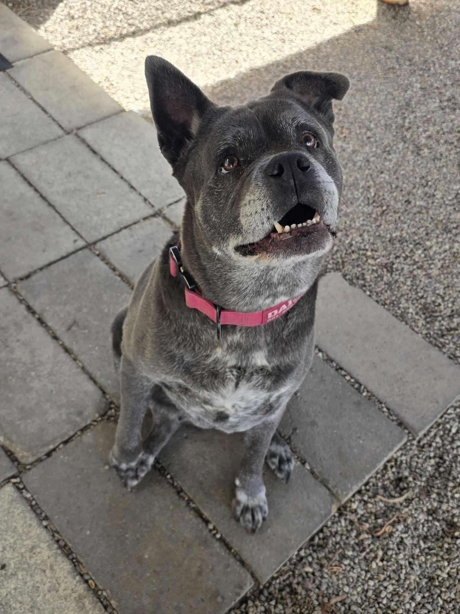 Mama Cass, Adoptable, Senior Female Pit Bull Terrier & Chow Chow.