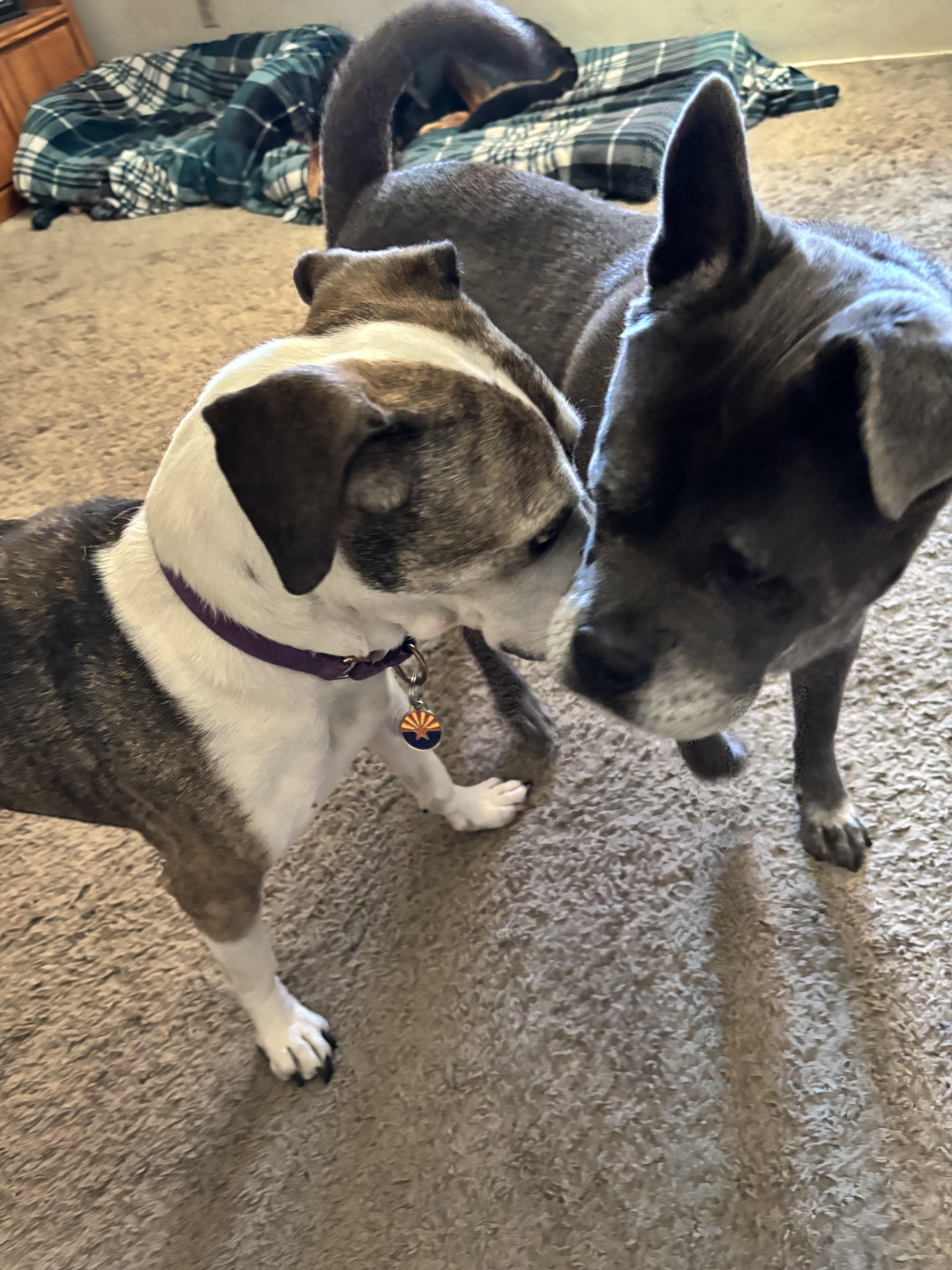 Mama Cass, a Adoptable mixed breed in Tucson, AZ image 4/5