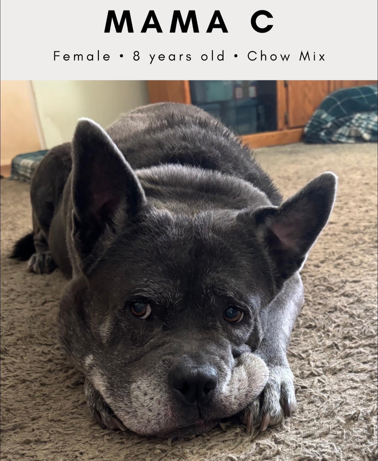 Enlarge Mama Cass, a Adoptable mixed breed in Tucson, AZ image 6/6