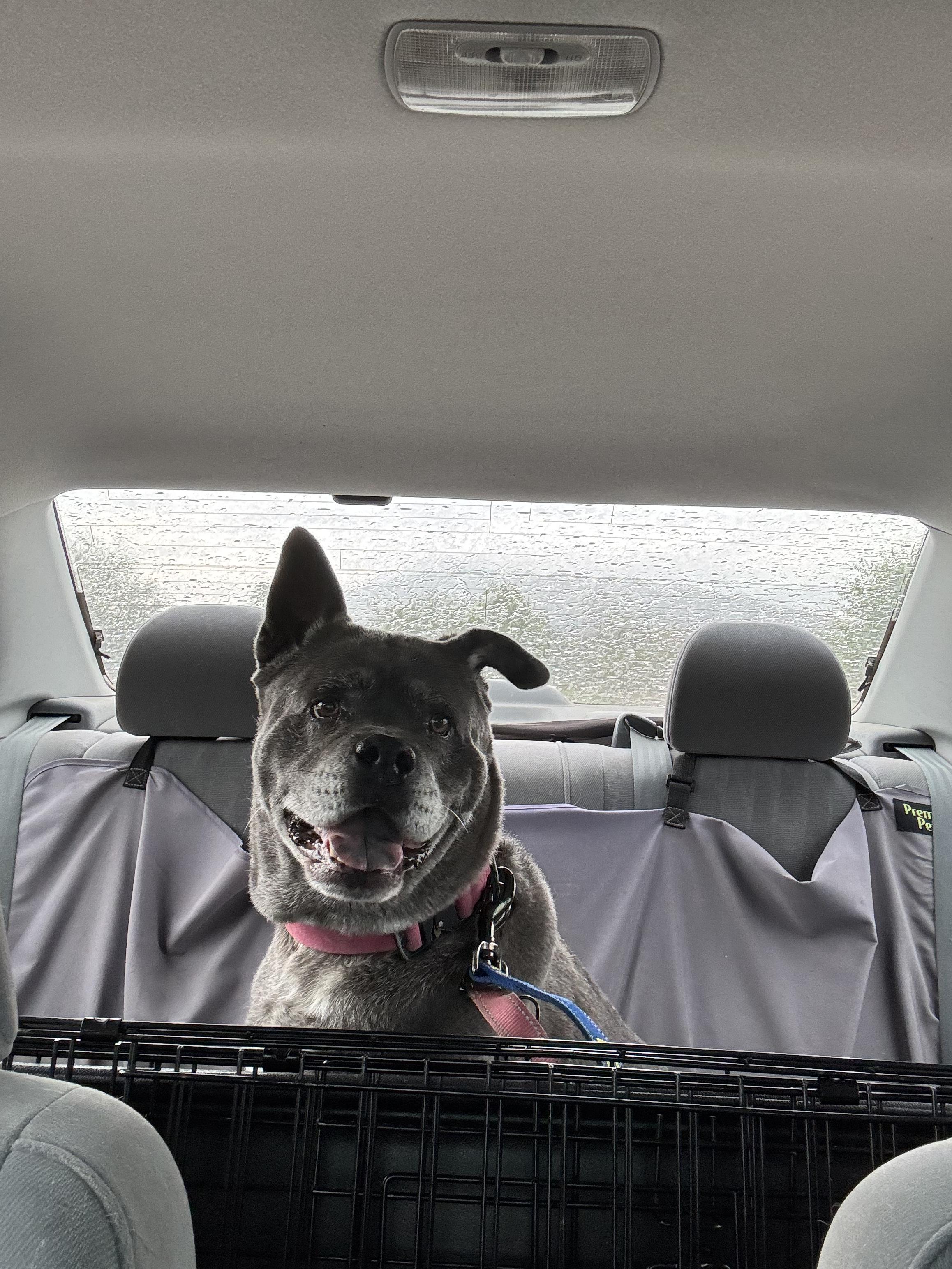 Mama Cass, a Adoptable mixed breed in Tucson, AZ image 3/5