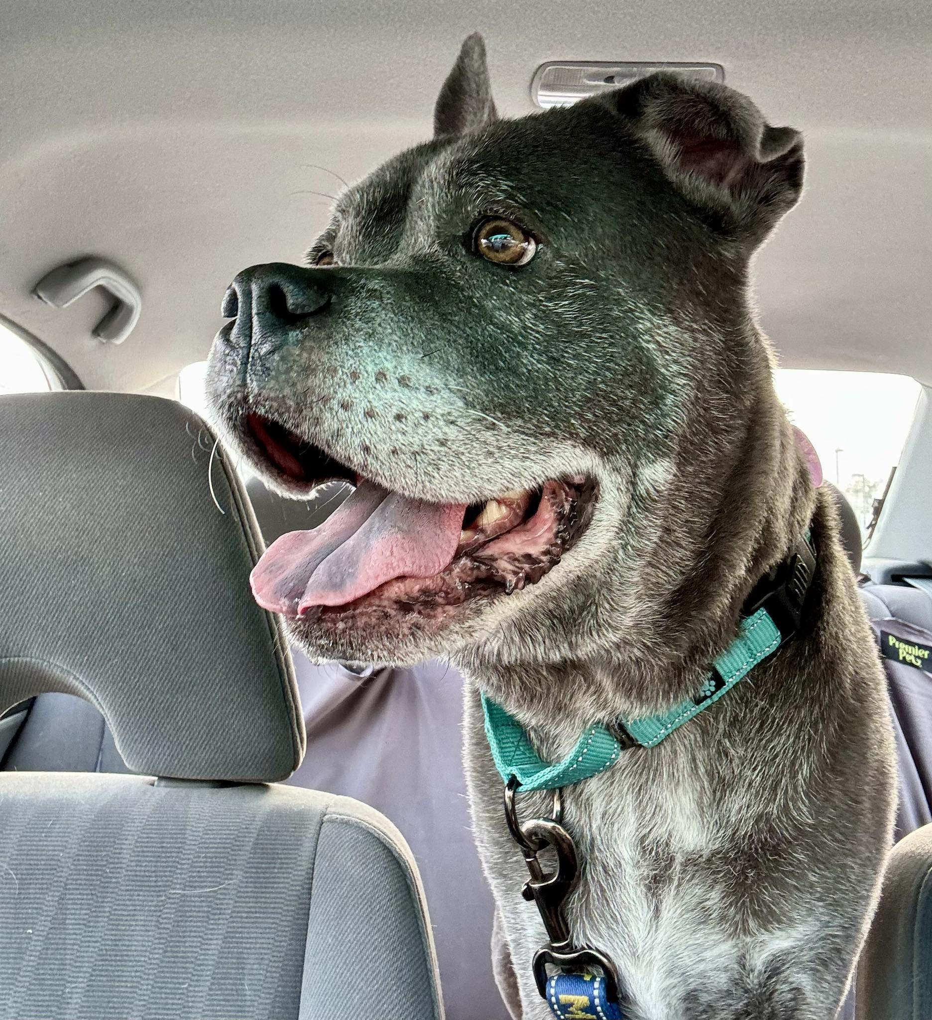 Enlarge Mama Cass, a Adoptable mixed breed in Tucson, AZ image 5/6