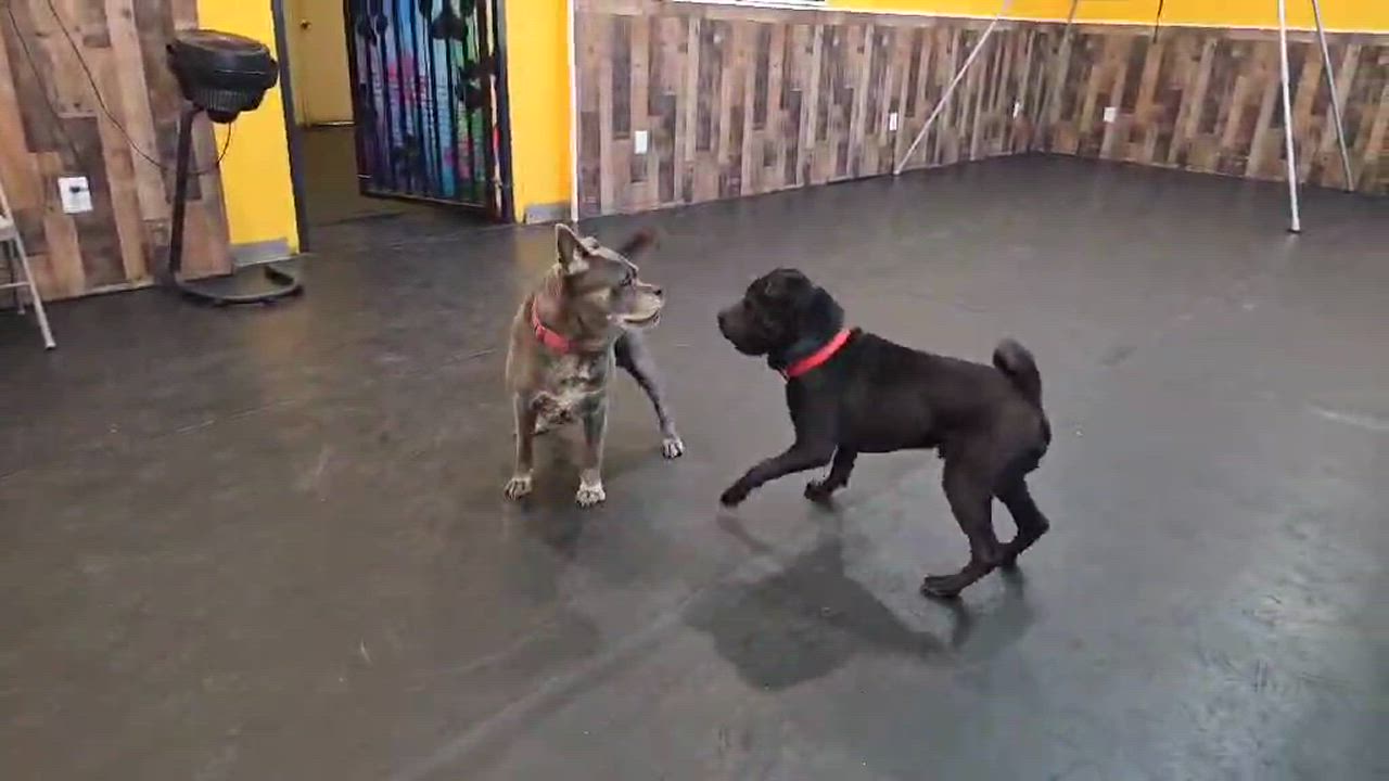 Enlarge Mama Cass, a Adoptable mixed breed in Tucson, AZ video 5/5