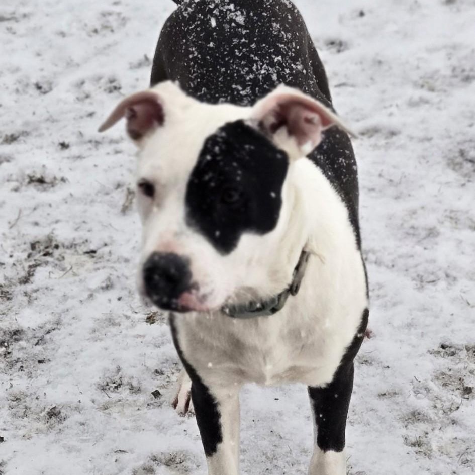 Ponyo, a Adoptable mixed breed in Brewton, AL image 3/5