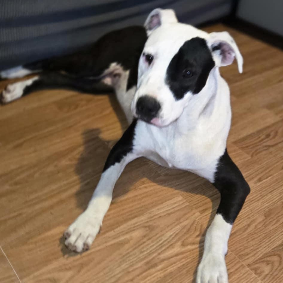 Ponyo, a Adoptable mixed breed in Brewton, AL image 2/5