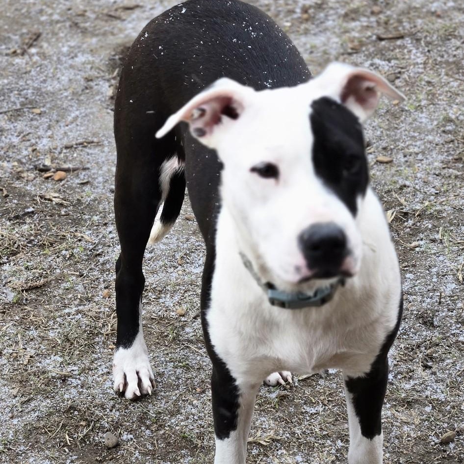 Ponyo, a Adoptable mixed breed in Brewton, AL image 4/5