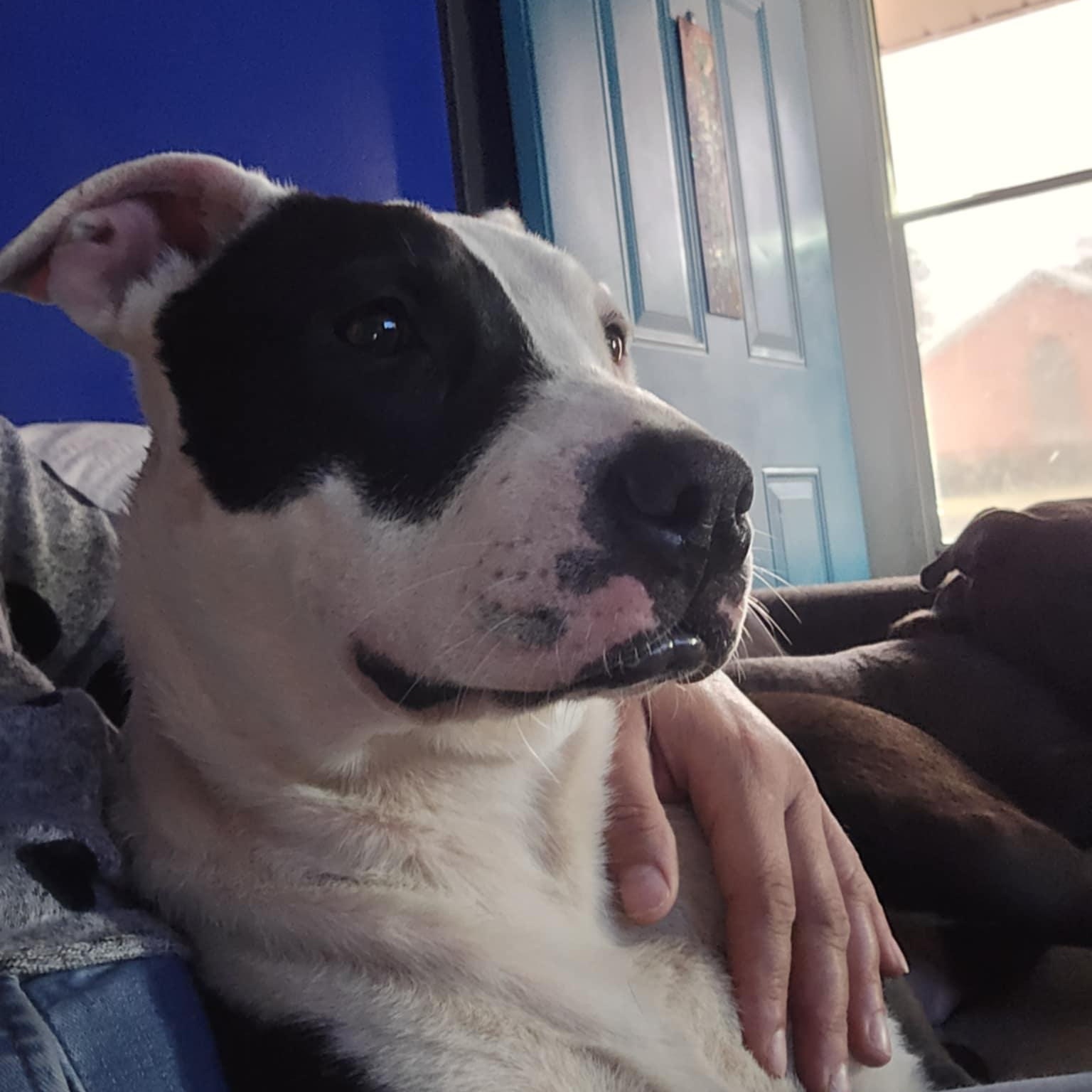 Ponyo, a Adoptable mixed breed in Brewton, AL image 5/5