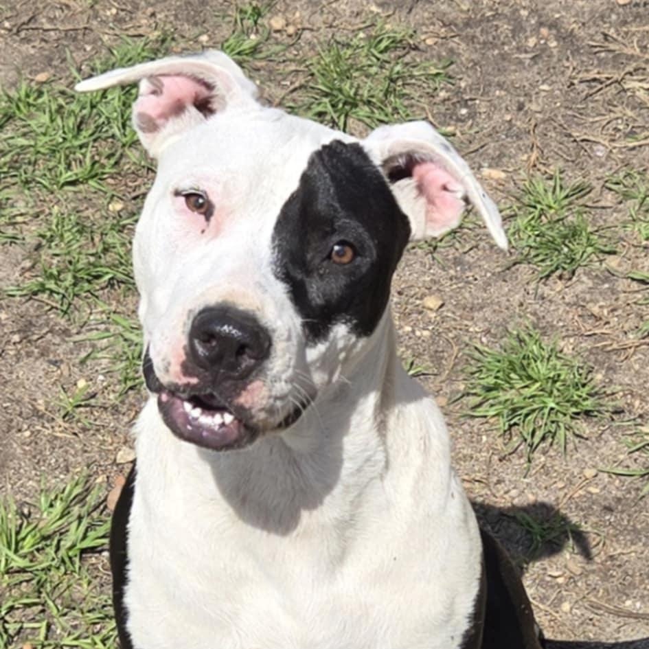 Ponyo, a Adoptable mixed breed in Brewton, AL image 1/5