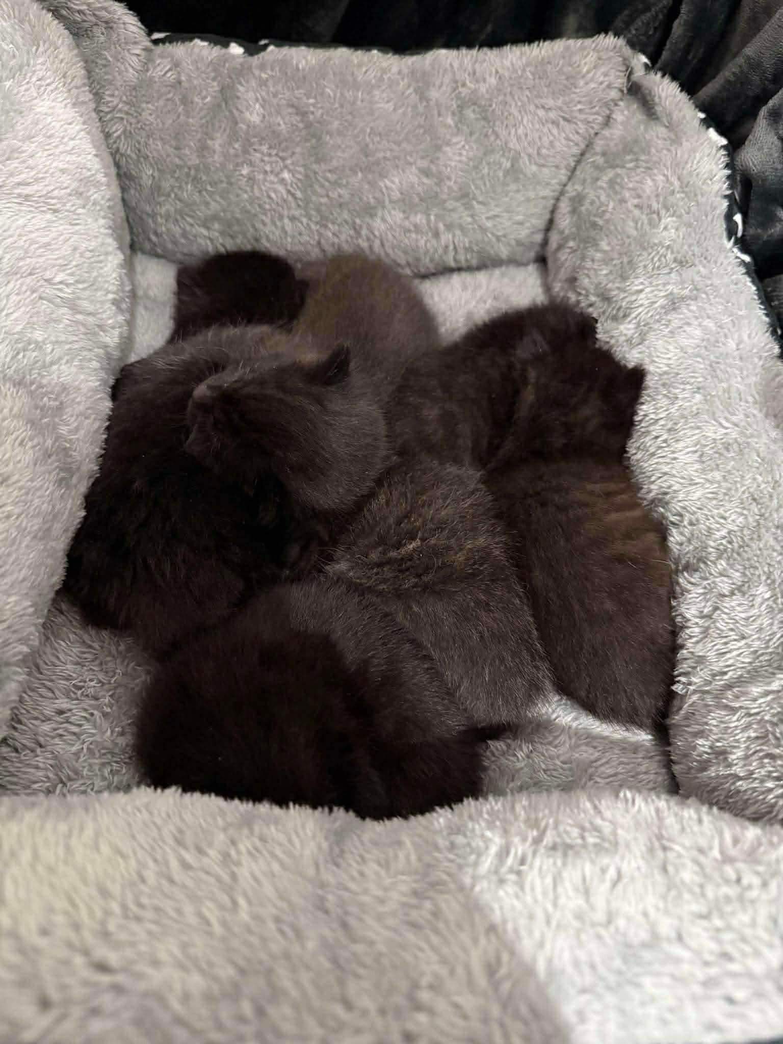 INKY, an adopted Domestic Short Hair in Tillsonburg, ON image 6/6
