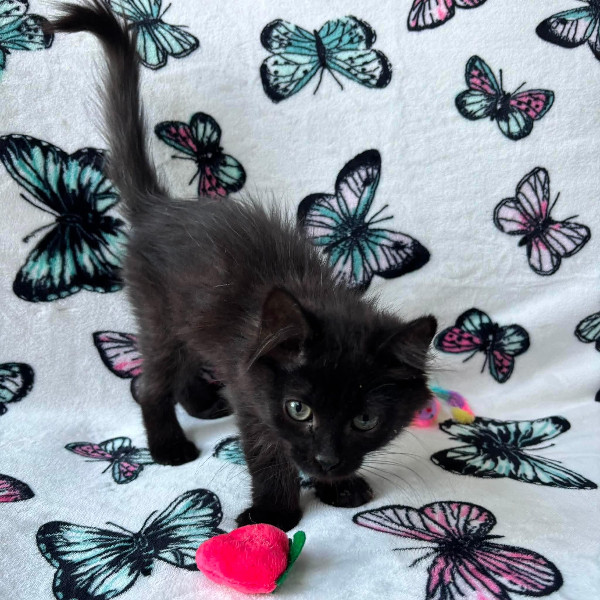 INKY, an adopted Domestic Short Hair in Tillsonburg, ON image 4/6