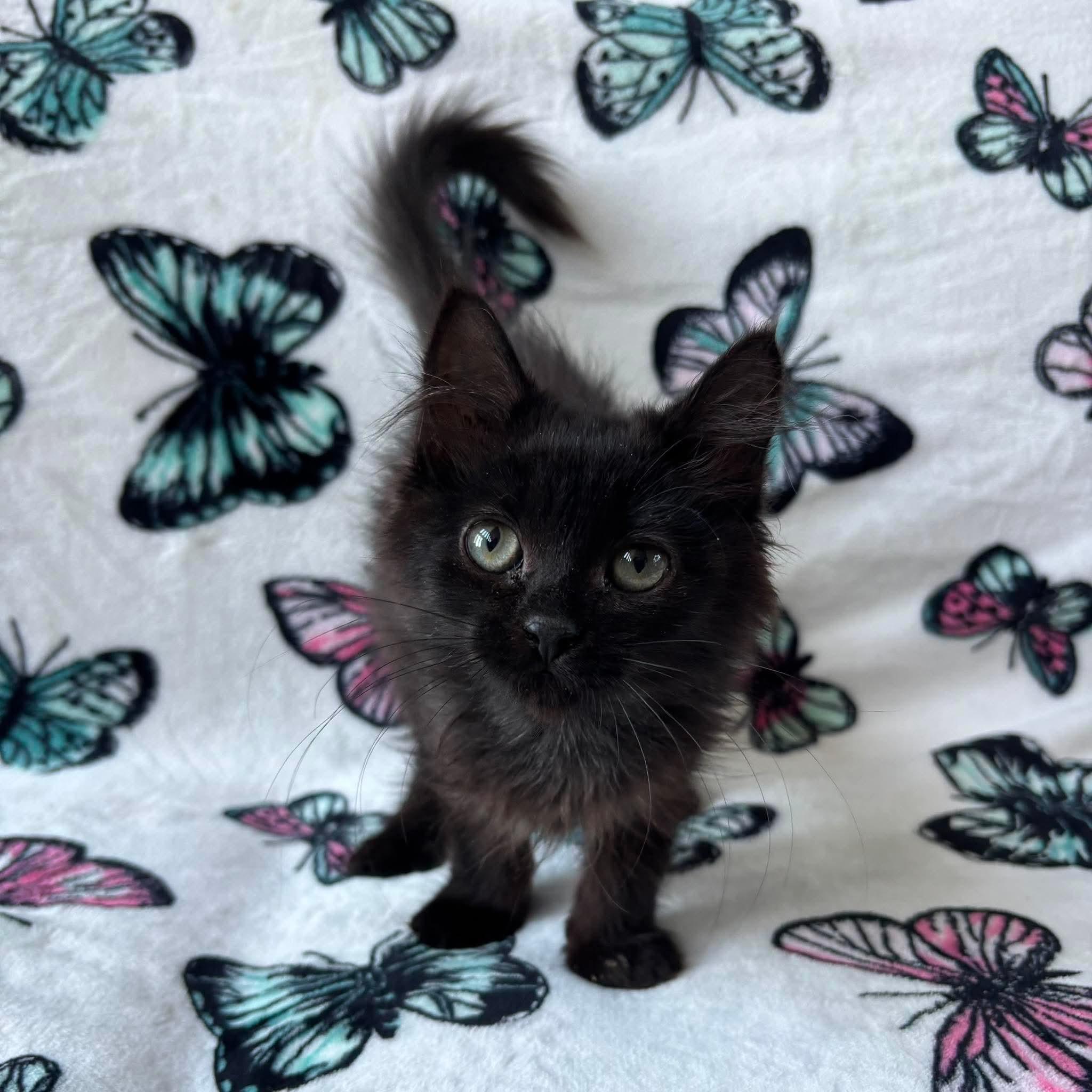 INKY, an adopted Domestic Short Hair in Tillsonburg, ON image 1/6