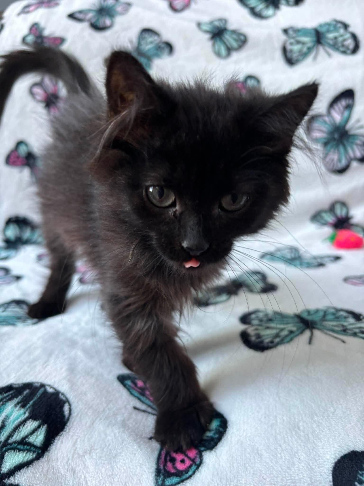 INKY, an adopted Domestic Short Hair in Tillsonburg, ON image 3/6