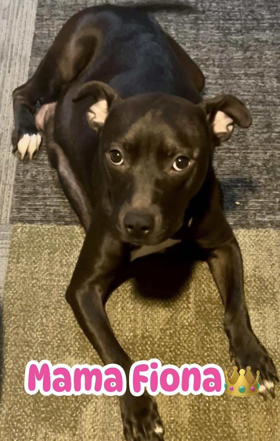 Fiona, Adoptable, Young Female Pit Bull Terrier.