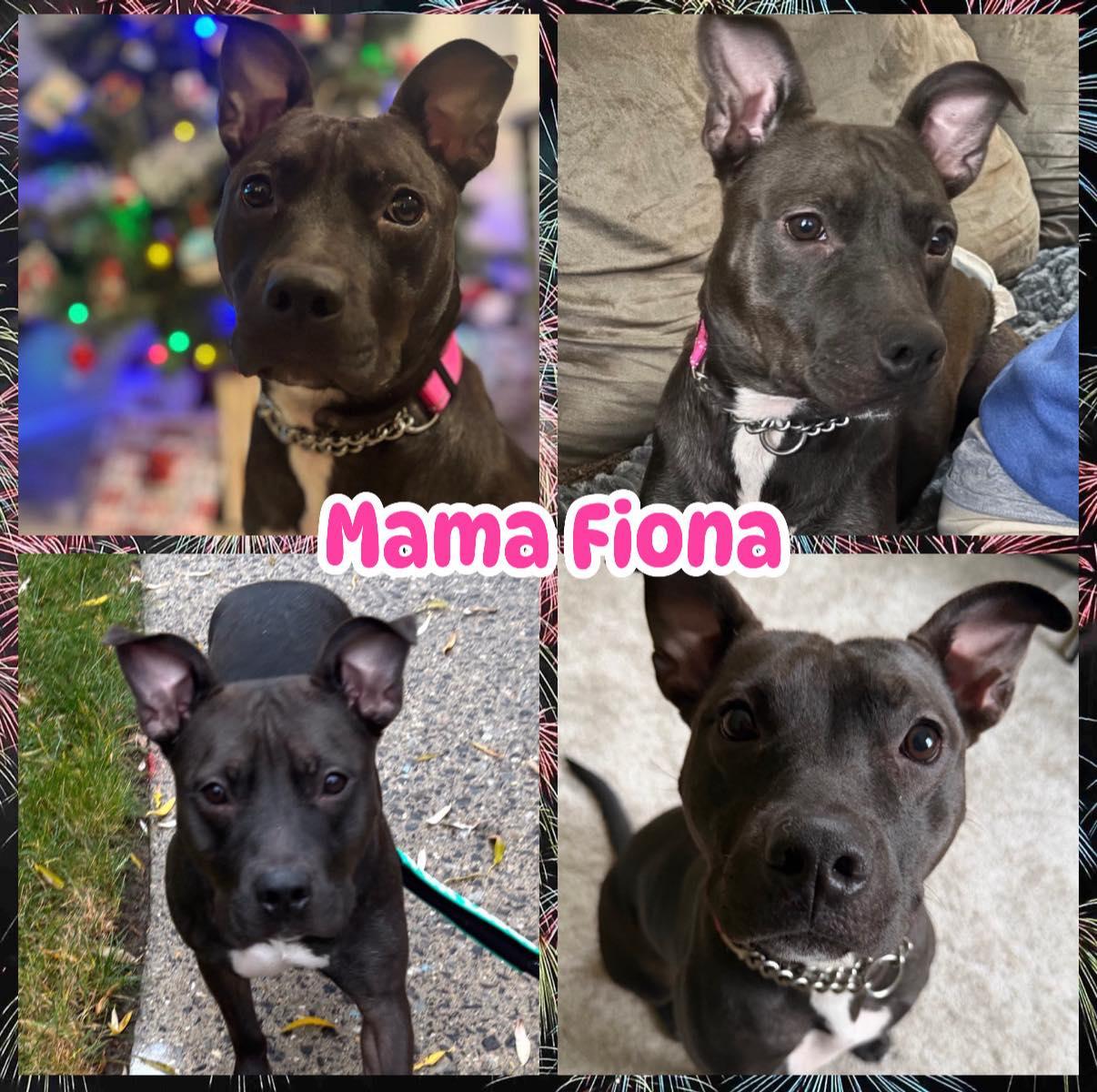 Fiona, an adoptable mixed breed in Ringwood, NJ image 1/4