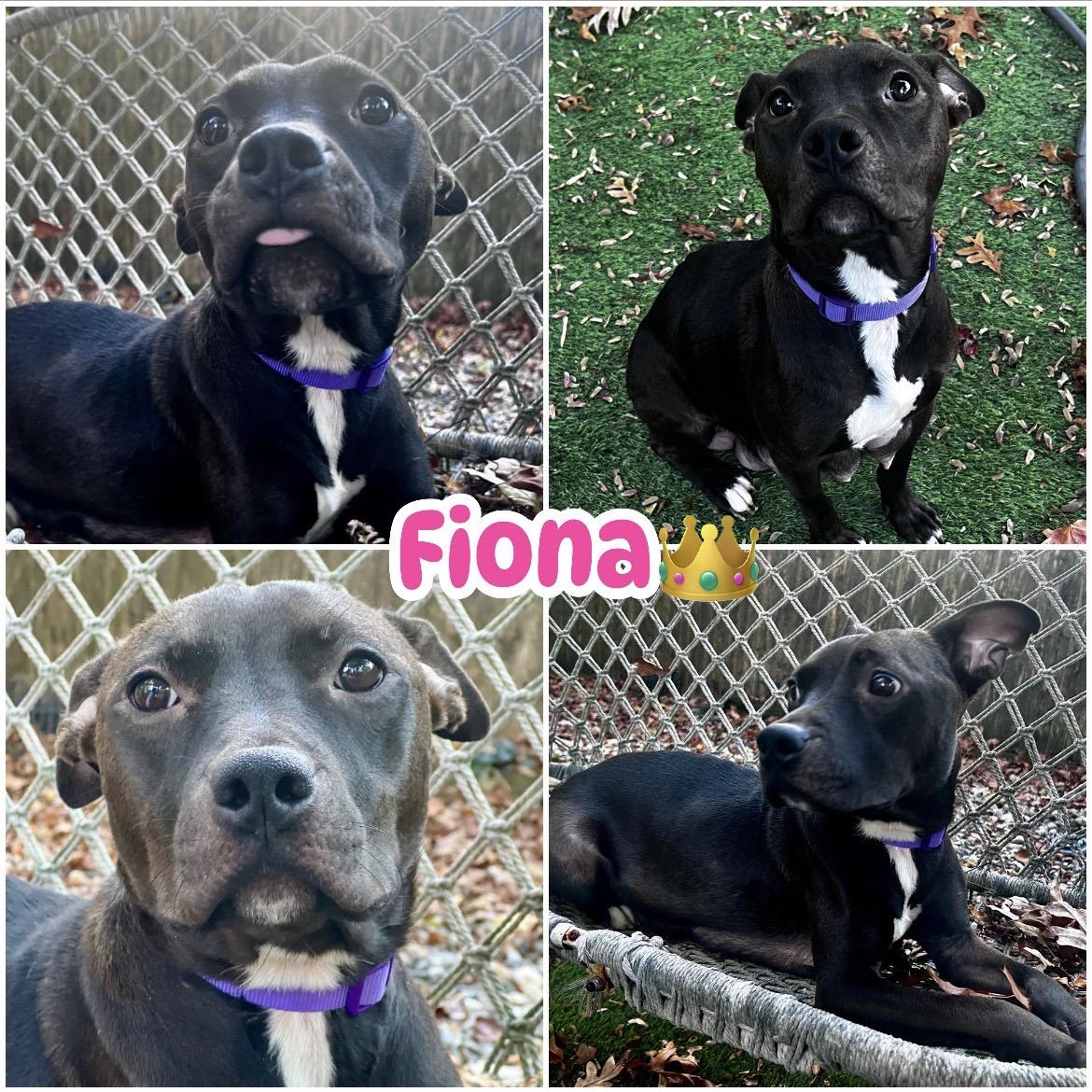 Fiona, Adoptable, Young Female Pit Bull Terrier.
