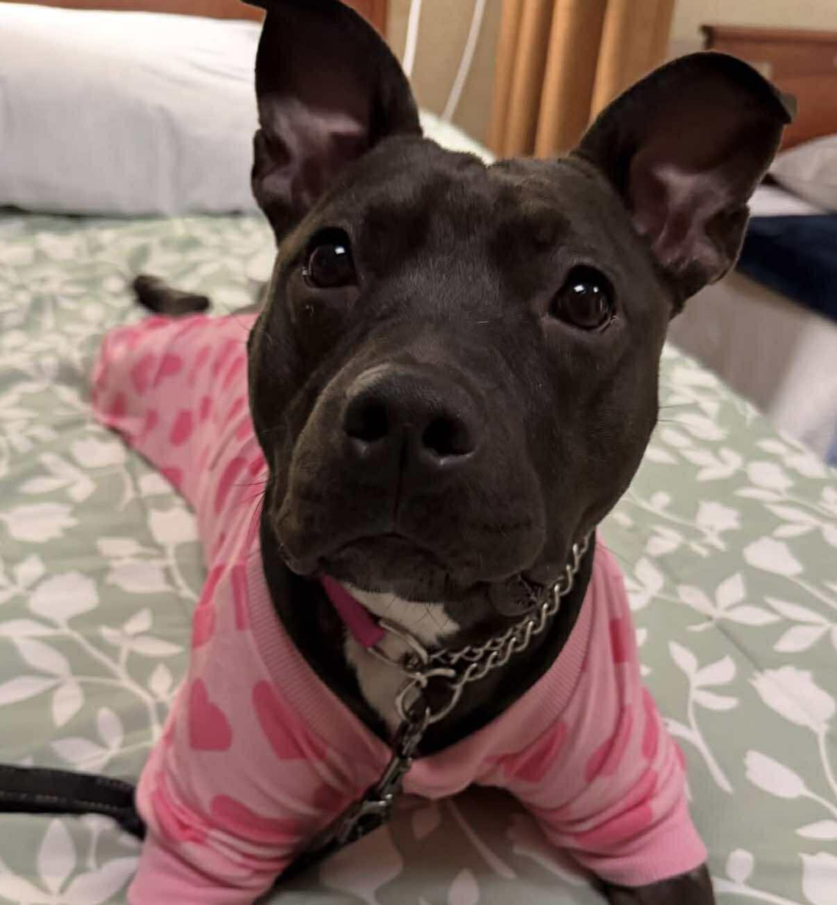 Fiona, an adoptable mixed breed in Ringwood, NJ image 3/4