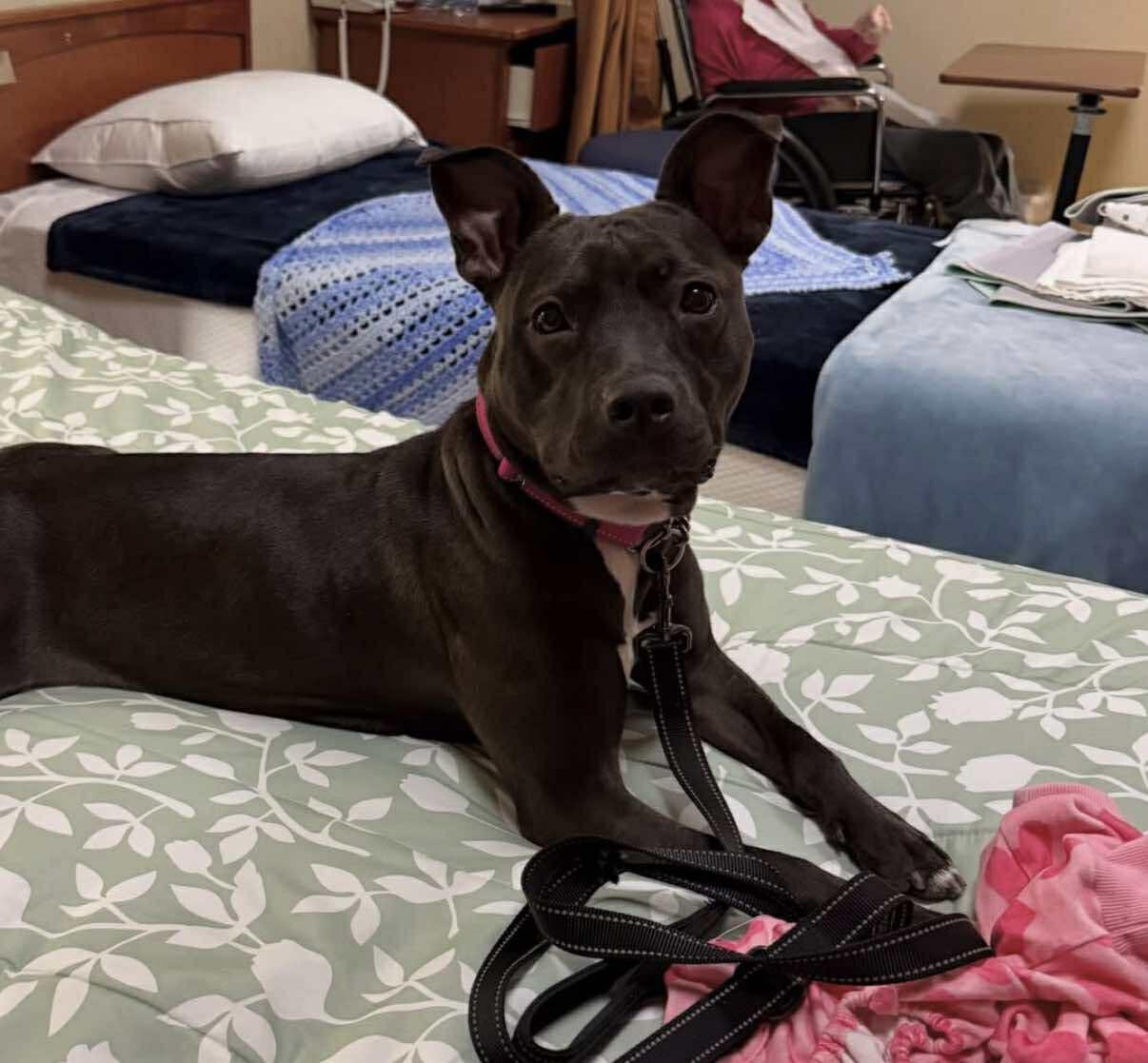 Fiona, an adoptable mixed breed in Ringwood, NJ image 2/4