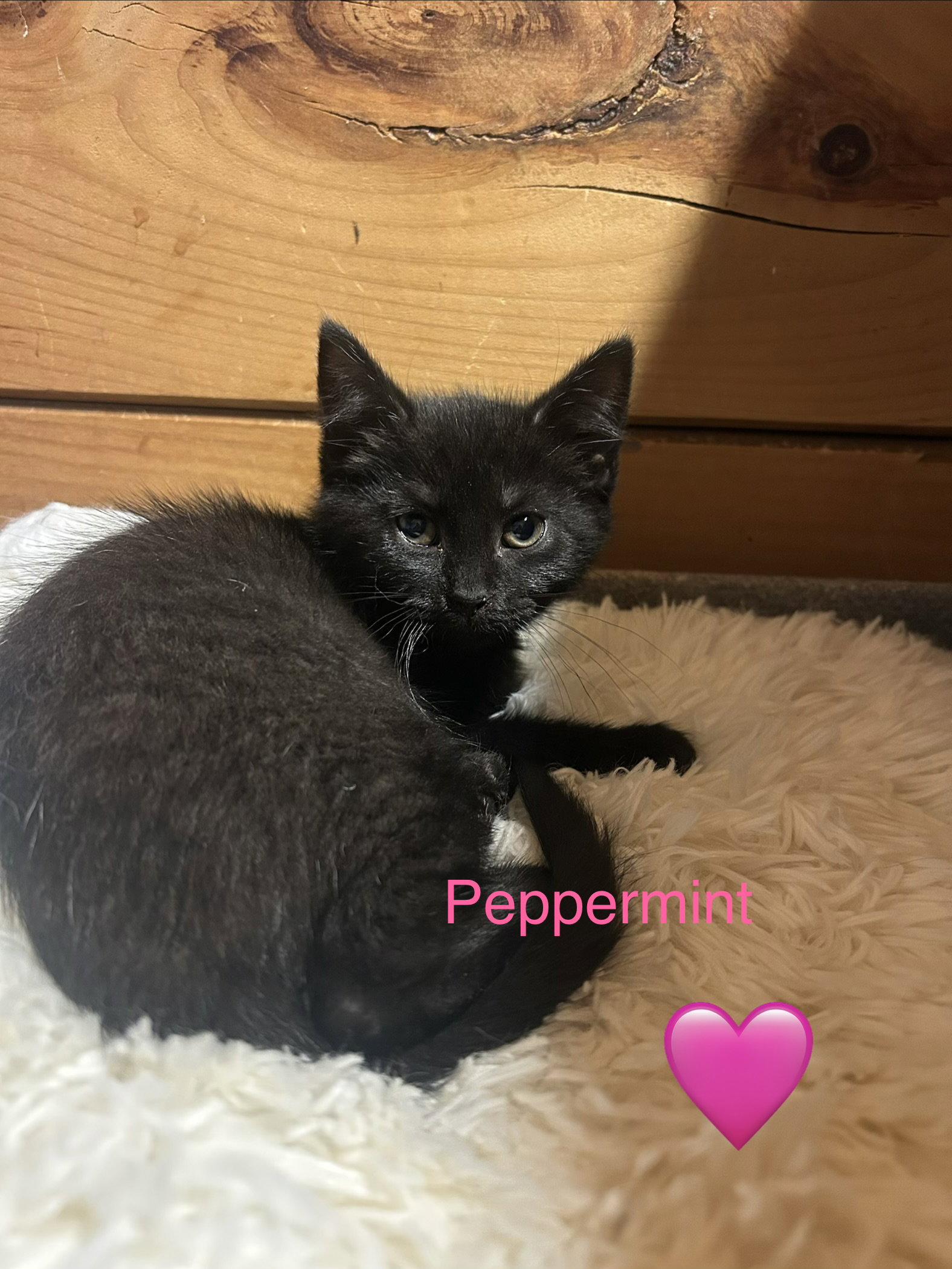 Peppermint, a Adoptable Domestic Short Hair in Absecon, NJ image 1/2