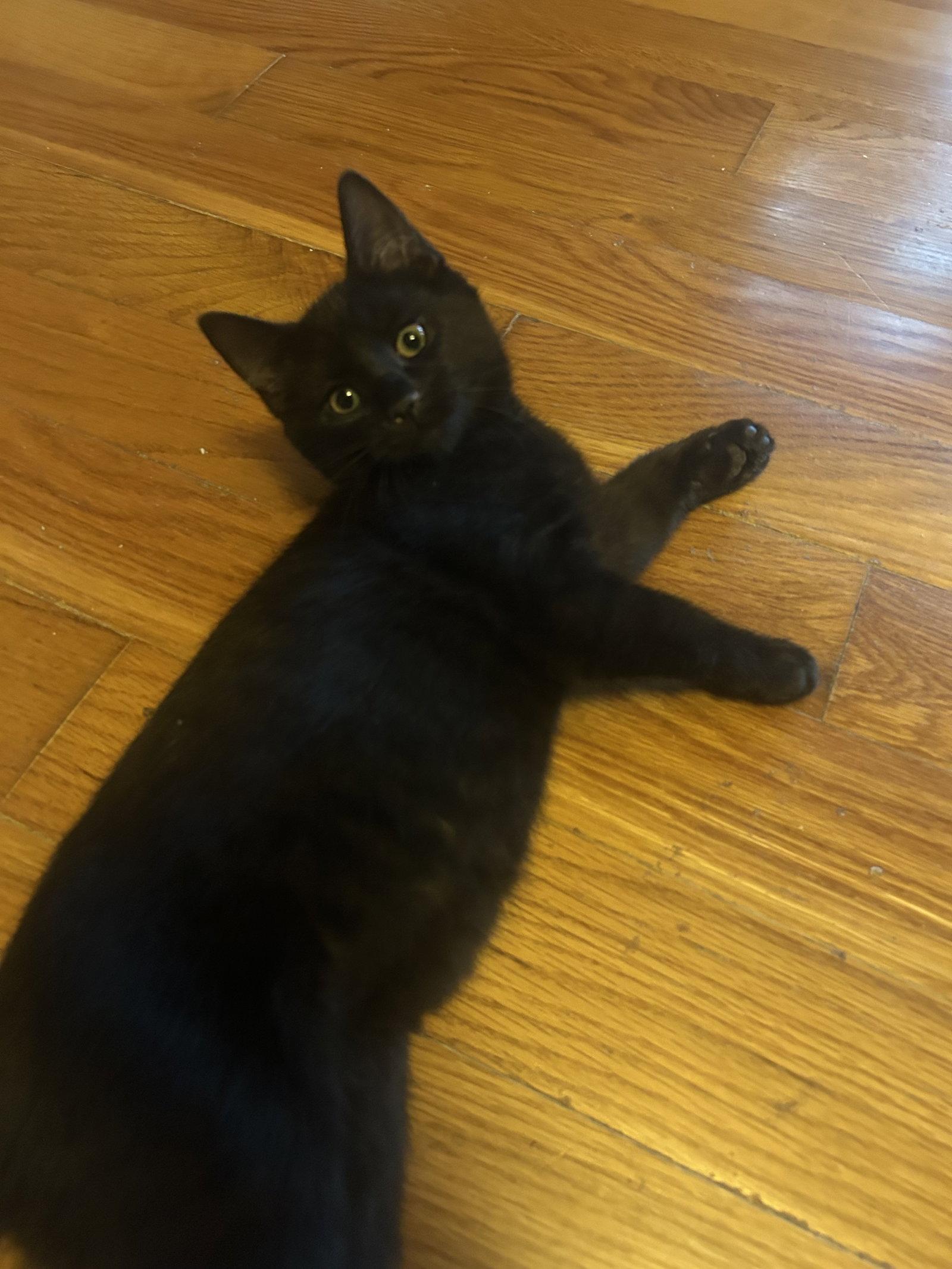 Peppermint, a Adoptable Domestic Short Hair in Absecon, NJ image 2/2