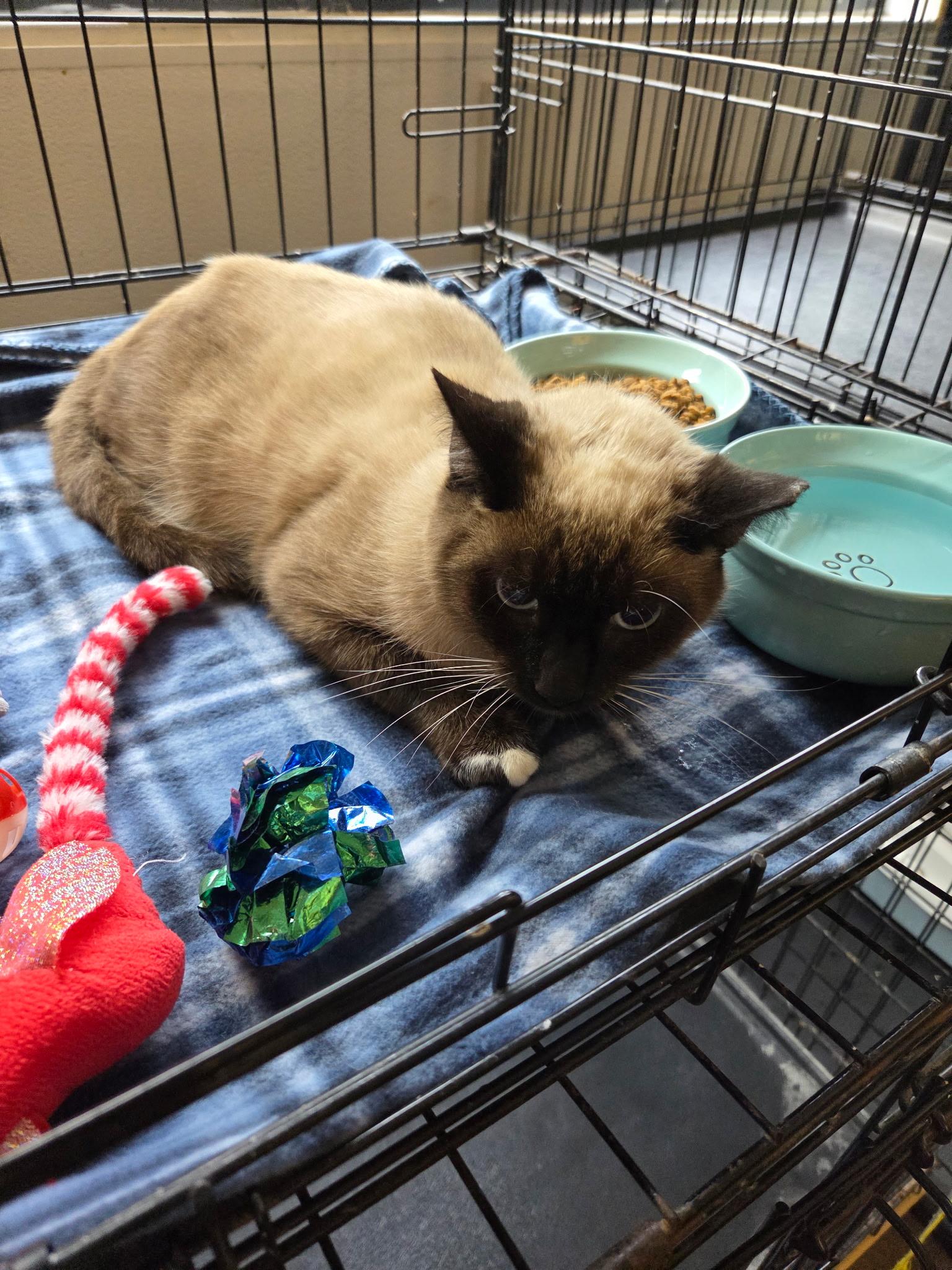 Canelo 5038, ADOPTABLE, Adult Male Siamese.