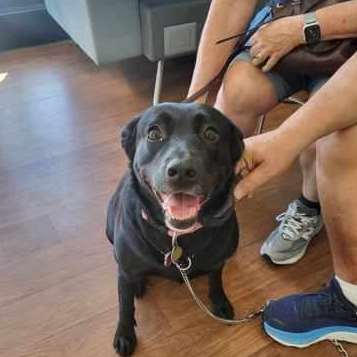 Enlarge Amor (137635) (In a Foster Home), a Adoptable mixed breed in Baton Rouge, LA image 3/3