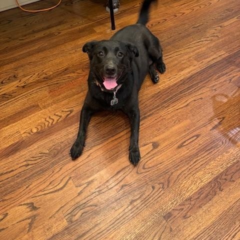 Enlarge Amor (137635) (In a Foster Home), a Adoptable mixed breed in Baton Rouge, LA image 1/3