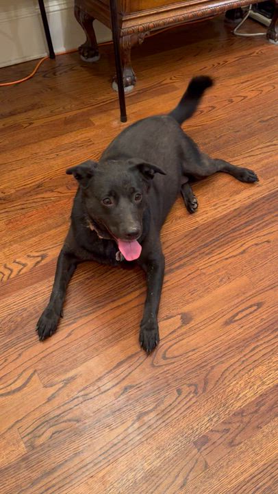 Enlarge Amor (137635) (In a Foster Home), a Adoptable mixed breed in Baton Rouge, LA video 2/3